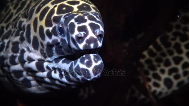 Přichycena moray (Gymnothorax favagineus), také známý jako leopard moray — Stock video
