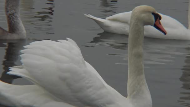 Cygne muet, Cygnus olor, nageant à la surface de l'eau bleue 