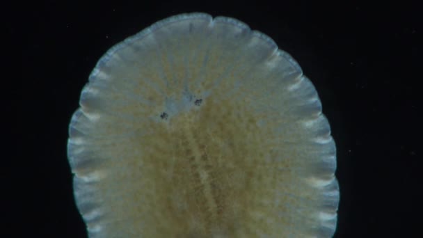 Marine flatworm, planaria, crawling on the glass — Stock Video