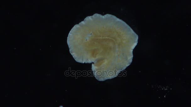 Θαλάσσια Πλατυέλμινθες, planaria, σέρνεται στο γυαλί — Αρχείο Βίντεο