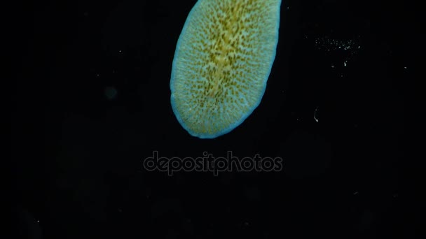 Морской плоский червь, планария, ползающий по стеклу — стоковое видео