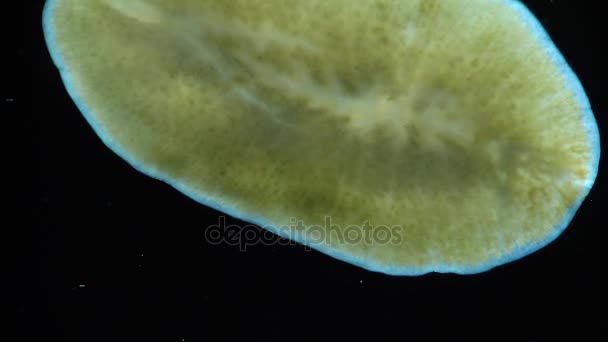 Marine flatworm, planaria, crawling on the glass — Stock Video