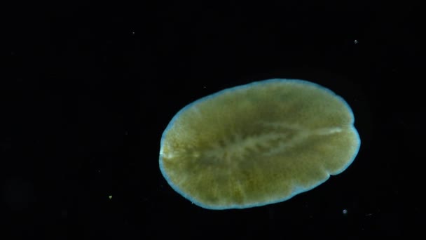 海洋 flatworm、プラナリア、ガラスの上でクロール — ストック動画