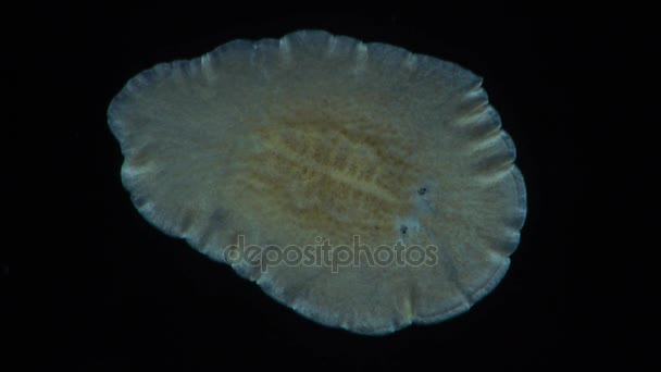 Meerwasserplattwurm, Planaria, kriechend auf dem Glas — Stockvideo