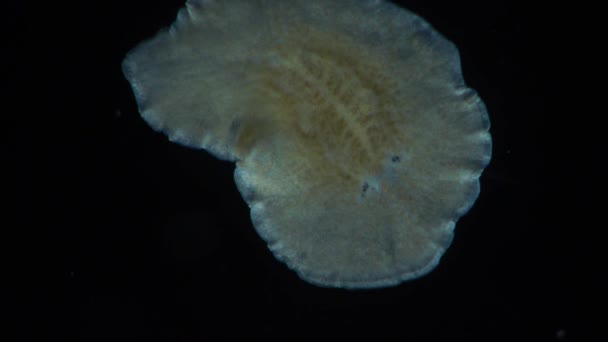 Marine flatworm, planaria, crawling on the glass — Stock Video