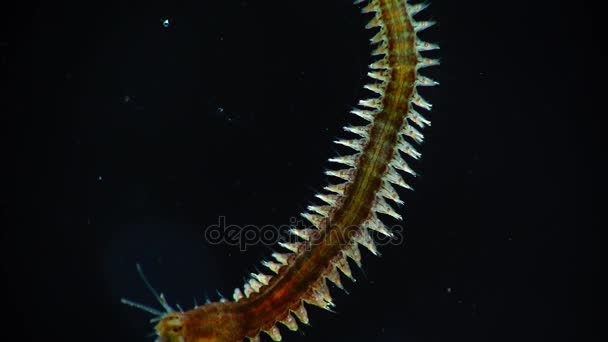 Morskich polychaete robaka Nereis — Wideo stockowe