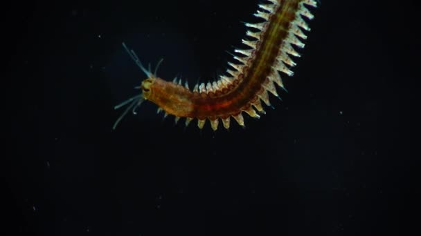 海洋多毛类蠕虫沙蚕 — 图库视频影像