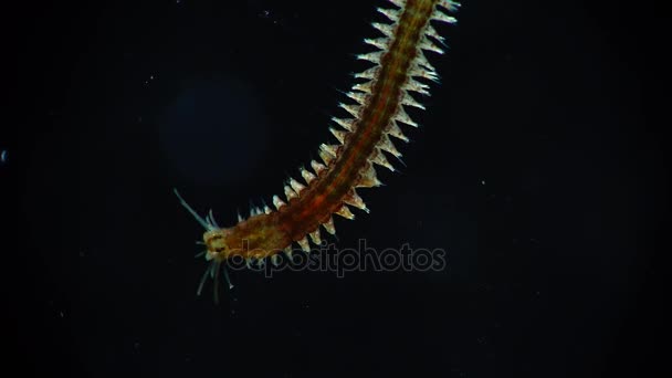 Morskich polychaete robaka Nereis — Wideo stockowe