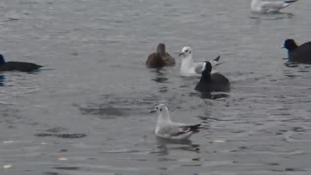Yaban ördeği (Anas platyrhynchos) Karadeniz üzerinde. Sakarmeke da bilinen Avrasya Sakarmeke (Fulica atra), — Stok video