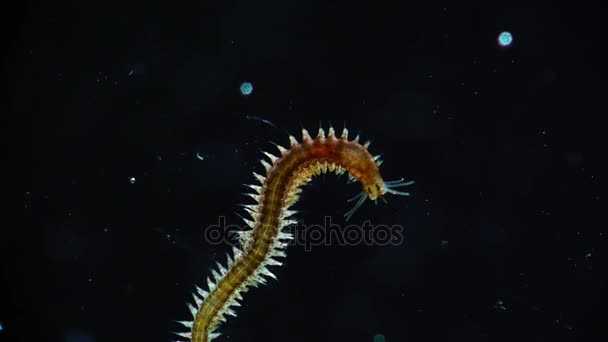 Morskich polychaete robaka Nereis — Wideo stockowe