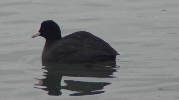 Ukrayna'nın kuşlar. Sakarmeke da bilinen Avrasya Sakarmeke (Fulica atra), — Stok video