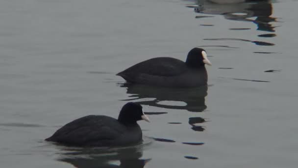 Ukrayna'nın kuşlar. Sakarmeke da bilinen Avrasya Sakarmeke (Fulica atra), — Stok video