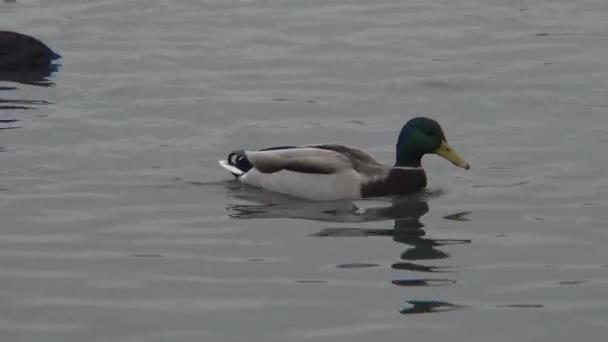 Wild duck (Anas platyrhynchos) στη Μαύρη θάλασσα, Ουκρανία — Αρχείο Βίντεο