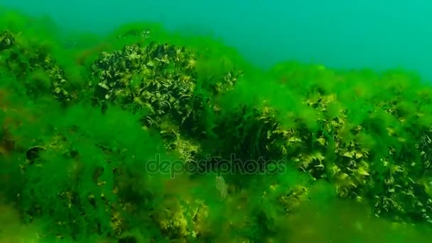 Algas verdes do Mar Negro . — Vídeo de Stock