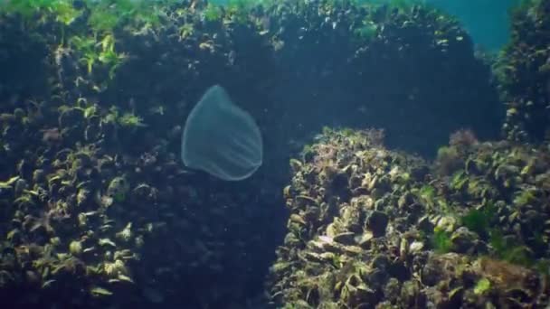 The predatory comb jelly Beroe ovata floats in the sun — Stock Video