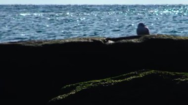 Taş, mavi Denizi çevresinde Sea Gull kuş