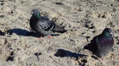 Kumsalda güvercinler 