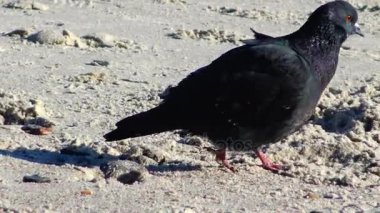 Kumsalda güvercinler 