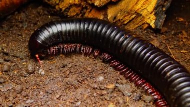 (Archispirostreptus gigas) the giant African millipede