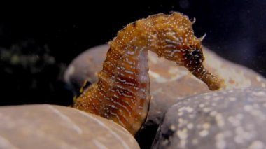 Kısa burunlu deniz atı (Hippocampus hippocampus)