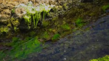 Güzel plaj, yeşil algler buzlu su akan