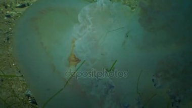 Namlu denizanası (Rhizostoma pulmo) ölür