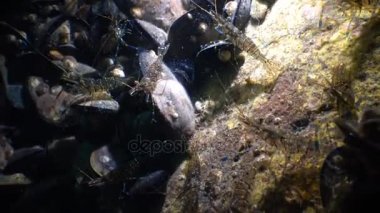 Karides (Palaemon elegans) beslenme. Karadeniz