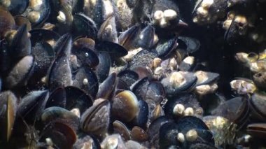 Karides (Palaemon elegans) beslenme. Karadeniz