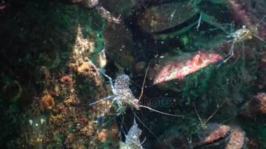 Karides (Palaemon elegans) beslenme. Karadeniz