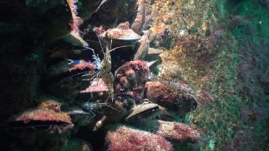 Karides (Palaemon elegans) beslenme. Karadeniz