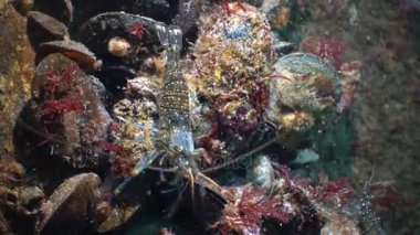 Karides (Palaemon elegans) beslenme. Karadeniz