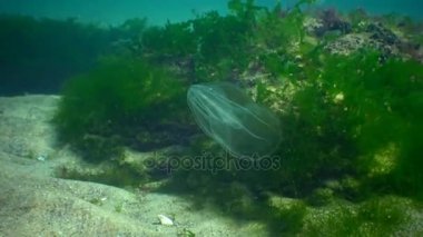 Ctenophorlar, Karadeniz 'in taraklı istilacısı, denizanası Mnemiopsis leyleği. Ukrayna