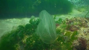 Ctenophorlar, Karadeniz 'in taraklı istilacısı, denizanası Mnemiopsis leyleği. Ukrayna