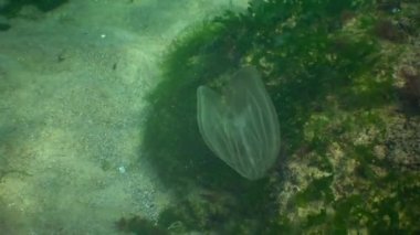 Ctenophorlar, Karadeniz 'in taraklı istilacısı, denizanası Mnemiopsis leyleği. Ukrayna