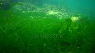 Karadeniz'in yeşil algler.