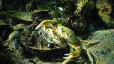 Yüzme Yengeç (Macropipus holsatus)