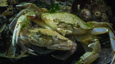 Yüzme Yengeç (Macropipus holsatus)