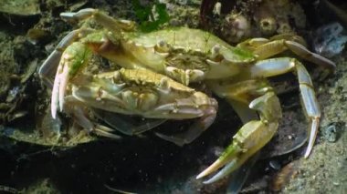 Yüzme Yengeç (Macropipus holsatus)