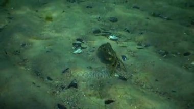 Dipte yürüyüş büyük yeşil Yengeç (Çingene maenas)