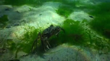 Dipte yürüyüş büyük yeşil Yengeç (Çingene maenas)