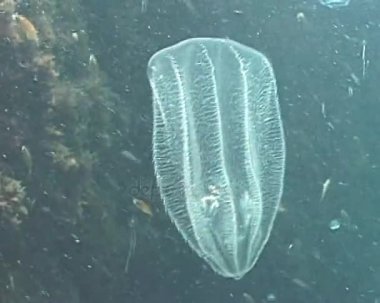 Yırtıcı tarak jöle Beroe ovata güneşin altında yüzen