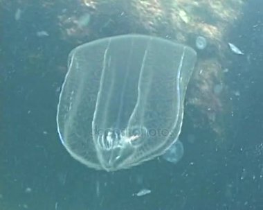 Yırtıcı tarak jöle Beroe ovata güneşin altında yüzen