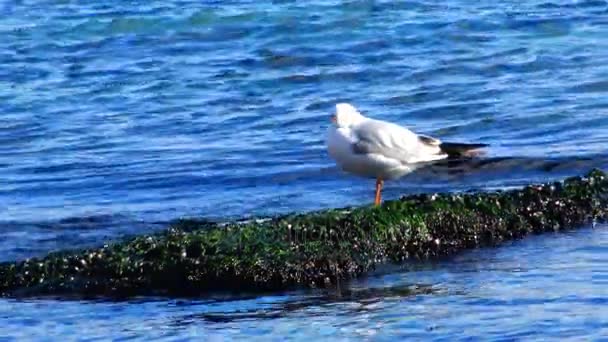 Mar Gaviota pájaro en piedra, alrededor del mar azul — Vídeo de stock
