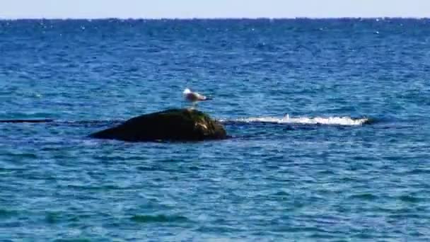 Mouette de mer oiseau en pierre, autour de la mer bleue — Video