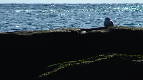 Sea Gull vogel in steen, rond de blauwe zee — Stockvideo