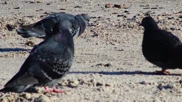 해변에 있는 비둘기 — 비디오
