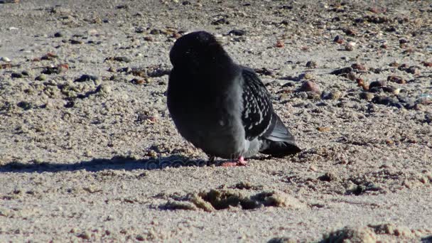 Pigeons on the beach — Stock Video