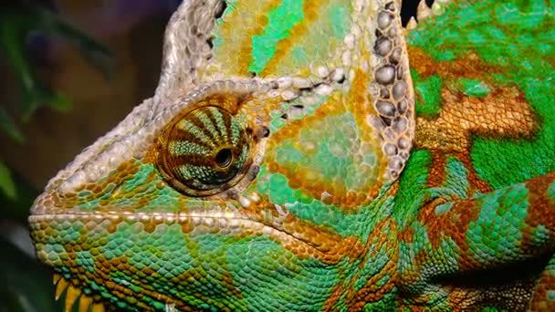 Chameleon jemenský, kužel hlava (Chamaeleo calyptratus) — Stock video