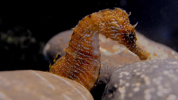 Morelia viridis, allmänt känd som den gröna trädpyton — Stockvideo