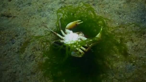 Swimming crab (Macropipus holsatus) — Stock Video
